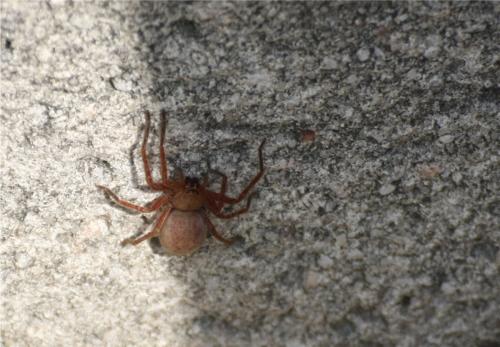 Olios argelasius